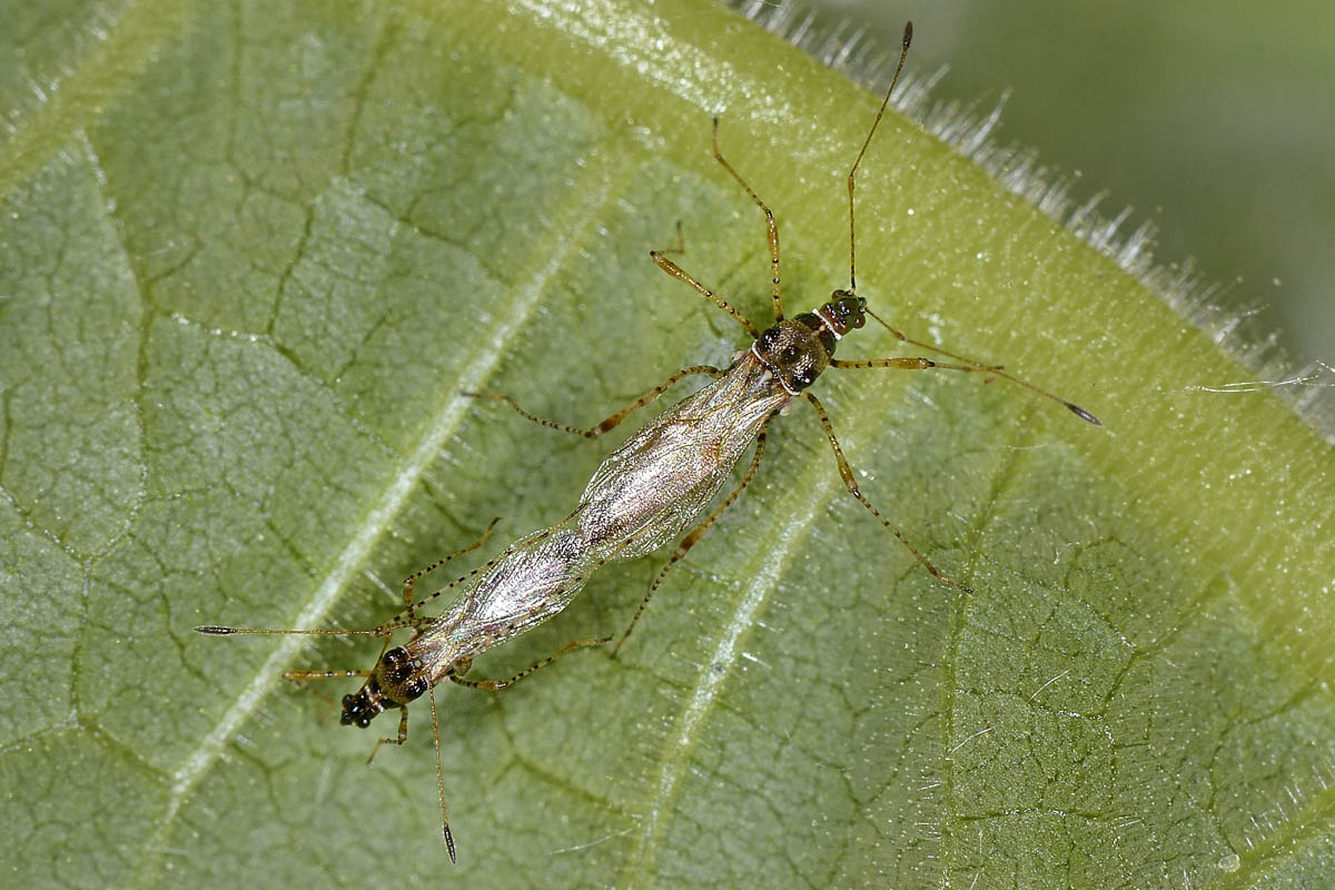 Berytidae: Gampsocoris culicinus